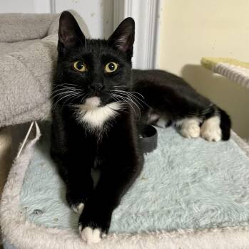 Tuxedo and Domestic Short Hair Cats Available for Adoption - Puffin | PetCurious