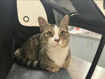 Domestic Short Hair Cats Available for Adoption - Lug Nut | PetCurious