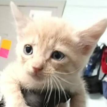 BAC-Stray-142043 -  Domestic Short Hair Cat for Adoption in Beaumont, Texas - BAC-Stray-142043 | PetCurious