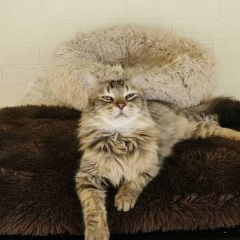 Domestic Long Hair Cats Available for Adoption in Scottsdale, Arizona - Atlas | PetCurious