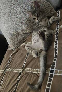 Adeline -  Domestic Short Hair Cat for Adoption in Chicago, Illinois - Adeline | PetCurious