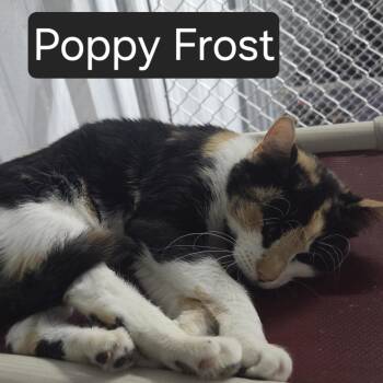 Poppy Frost -  Domestic Short Hair Cat for Adoption in Snow Hill, North Carolina - Poppy Frost | PetCurious