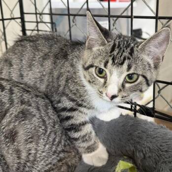 Peanut -  Domestic Short Hair Cat for Adoption in Apollo, Pennsylvania - Peanut | PetCurious
