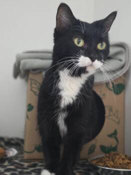 Cassidy -  Domestic Medium Hair Cat for Adoption in Huntington, Indiana - Cassidy | PetCurious