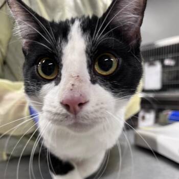 Domestic Short Hair Cats Available for Adoption in Salt Lake City, Utah - Buttercream | PetCurious