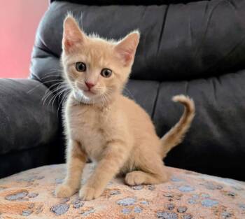 Gingham MD -  Tabby Cat for Adoption - Gingham MD | PetCurious