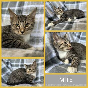 Mite -  Domestic Short Hair Cat for Adoption in Corpus Christi, Texas - Mite | PetCurious