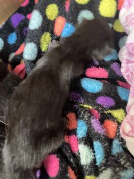 EENIE -  Domestic Short Hair Cat for Adoption in Dallas, Texas - EENIE | PetCurious