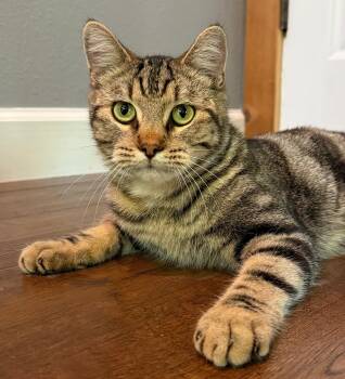 Quincy -  Domestic Short Hair Cat for Adoption in Fort Worth, Texas - Quincy | PetCurious