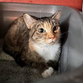 Lydia -  Domestic Short Hair Cat for Adoption in Sarasota, Florida - Lydia | PetCurious