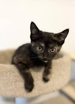 Kylie -  Domestic Short Hair Cat for Adoption in Rochester, Indiana - Kylie | PetCurious