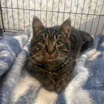 Rescue Domestic Short Hair Cats for Adoption in Fredericton, New Brunswick - Pepsi | PetCurious