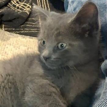Dora -  Domestic Short Hair Cat for Adoption in Traverse City, Michigan - Dora | PetCurious
