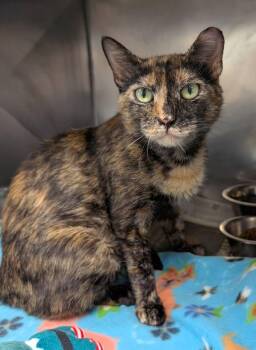 Nessa -  Domestic Short Hair Cat for Adoption in Clayton, New Jersey - Nessa | PetCurious