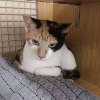 Pumpkin Pie -  Domestic Short Hair Cat for Adoption in Mokena, Illinois - Pumpkin Pie | PetCurious