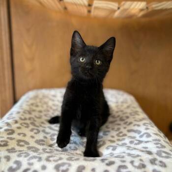Holiday--In Foster -  Domestic Short Hair Cat for Adoption in Fargo, North Dakota - Holiday--In Foster | PetCurious