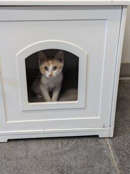 CLYDE -  Domestic Short Hair Cat for Adoption in Brunswick, Georgia - CLYDE | PetCurious