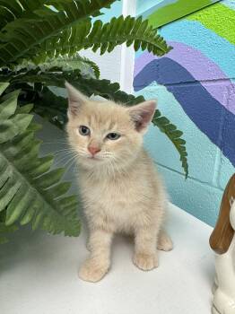 Rescue Domestic Short Hair Cats for Adoption in Leitchfield, Kentucky - Minecraft | PetCurious