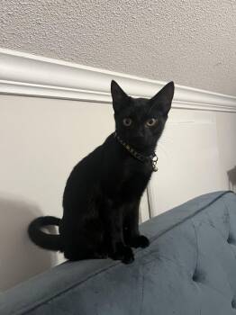 Gonzo (Available for pre-adoption) -  Domestic Short Hair Cat for Adoption in Camden, South Carolina - Gonzo (Available For Pre-adoption) | PetCurious
