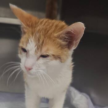 Ziggy -  Domestic Short Hair Cat for Adoption in Midland, Texas - Ziggy | PetCurious