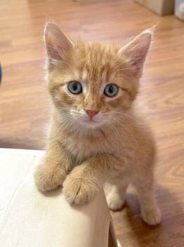 DANDY - Bonded with Sandy -  Domestic Short Hair Cat for Adoption in Fremont, California - DANDY - Bonded With Sandy | PetCurious