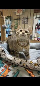 Rescue Domestic Short Hair Cats for Adoption in St. Louis, Missouri - Lita | PetCurious