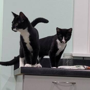 Donut -  Domestic Short Hair Cat for Adoption in Coos Bay, Oregon - Donut | PetCurious