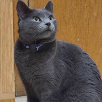 Rescue Domestic Short Hair Cats for Adoption in Barron, Wisconsin - ESTELLE | PetCurious