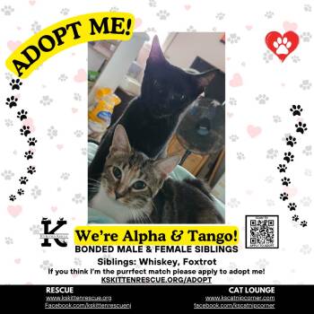 Tango (bonded to Alpha) -  Domestic Short Hair Cat for Adoption in OSBORNVILLE, New Jersey - Tango (bonded To Alpha) | PetCurious