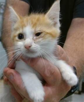 A475838 -  Domestic Short Hair Cat for Adoption in Oklahoma City, Oklahoma - A475838 | PetCurious