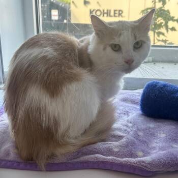 Sindri -  Domestic Medium Hair Cat for Adoption in Binghamton, New York - Sindri | PetCurious