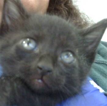 Rescue Domestic Short Hair Cats for Adoption in Dallas, Texas - STOLAS | PetCurious