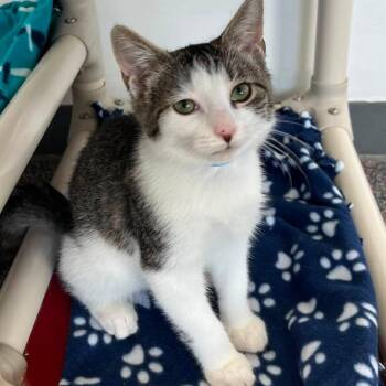 Billy -  Domestic Short Hair Cat for Adoption in Buffalo, New York - Billy | PetCurious
