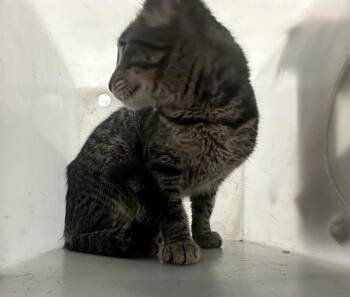 Rescue Domestic Short Hair Cats for Adoption in Dallas, Texas - HANSEL | PetCurious