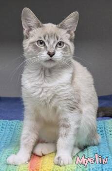 Myelin -  Domestic Short Hair Cat for Adoption in Mason, Michigan - Myelin | PetCurious