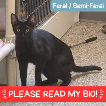 Rescue Domestic Short Hair Cats for Adoption in Denver, Colorado - Bluey New Mexico | PetCurious