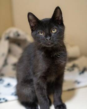 Kipper -  Domestic Short Hair Cat for Adoption in Pequot Lakes, Minnesota - Kipper | PetCurious