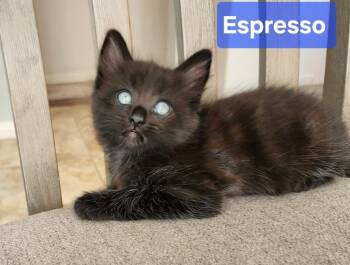 Rescue Domestic Medium Hair Cats for Adoption in San Jacinto, California - Espresso | PetCurious