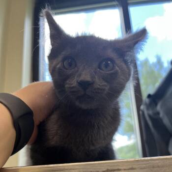 Alaric -  Domestic Short Hair Cat for Adoption in Kansas City, Kansas - Alaric | PetCurious