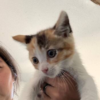 Eloise -  Domestic Short Hair Cat for Adoption in Yucaipa, California - Eloise | PetCurious