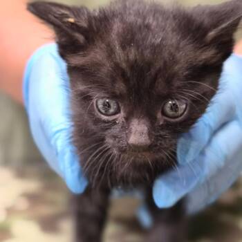 Benjamin Bunny -  Domestic Short Hair Cat for Adoption in Newark, New Jersey - Benjamin Bunny | PetCurious