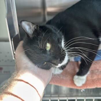 Seth -  Domestic Short Hair Cat for Adoption in Matteson, Illinois - Seth | PetCurious