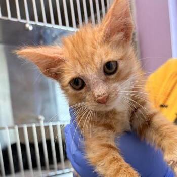 Mango -  Domestic Short Hair Cat for Adoption in Marshall, Texas - Mango | PetCurious