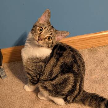 Isabelle -  Domestic Short Hair Cat for Adoption in Hudsonville, Michigan - Isabelle | PetCurious