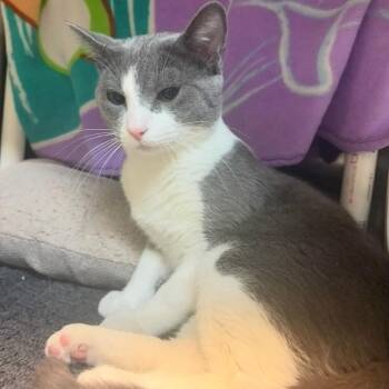 Domestic Short Hair Cats Available for Adoption in Charlottesville, Virginia - Alleyoop | PetCurious