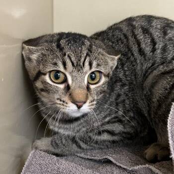 Domestic Short Hair Cats Available for Adoption - Lily | PetCurious