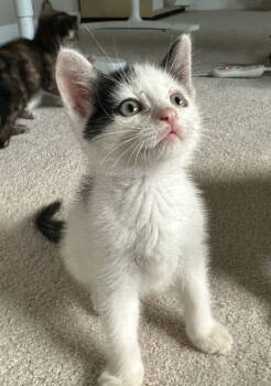 Rescue Domestic Short Hair Cats for Adoption in Livonia, Michigan - Bg Litter Jack | PetCurious