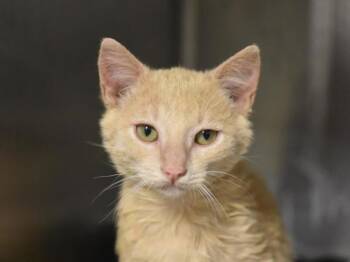 Rocky -  Domestic Short Hair Cat for Adoption in Portland, Oregon - Rocky | PetCurious