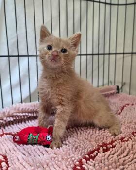Domestic Short Hair Cats Available for Adoption in Novato, California - Fender | PetCurious