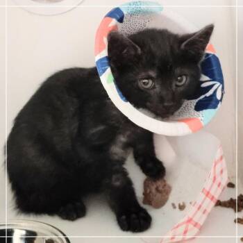 Onyx -  Domestic Short Hair Cat for Adoption in Dearborn, Michigan - Onyx | PetCurious
